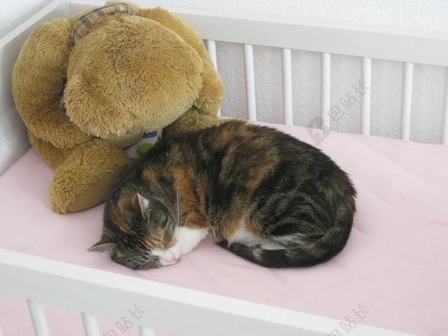 摄影唯美趴在床上睡觉的猫背景图片