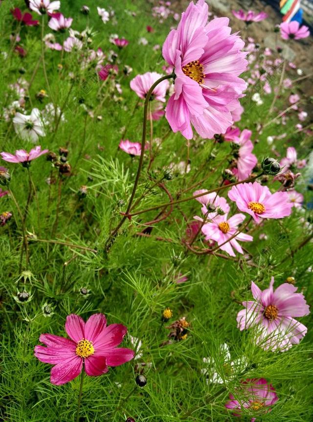 花园清新格桑花背景图片
