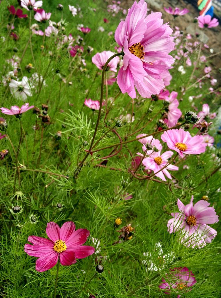 花园清新格桑花背景图片
