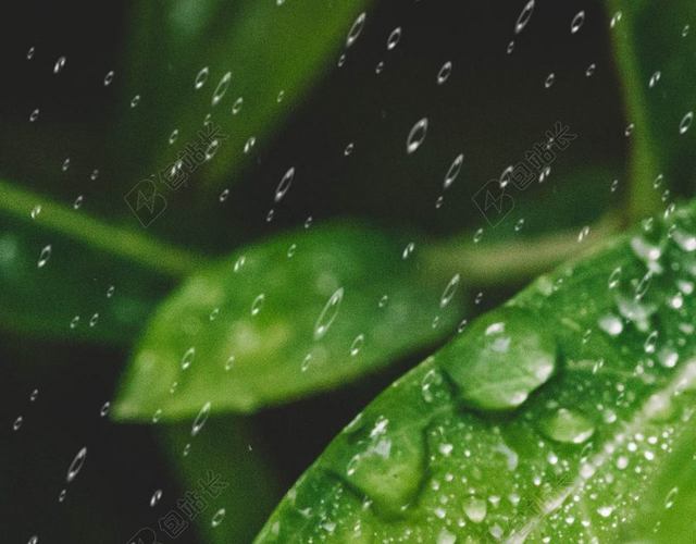 水珠绿叶绿色雨水传统节日海报背景二十四节气清新