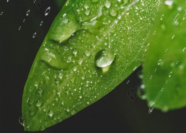 水珠绿叶绿色雨水传统节日海报背景二十四节气清新