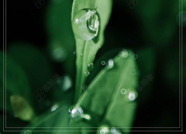 树叶绿色传统节日雨滴清新二十四节气雨水海报背景