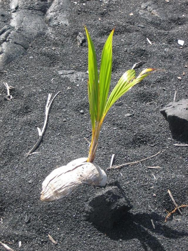 发芽 植物 黑砂 海滩 树 成长 水果 热带 棕榈