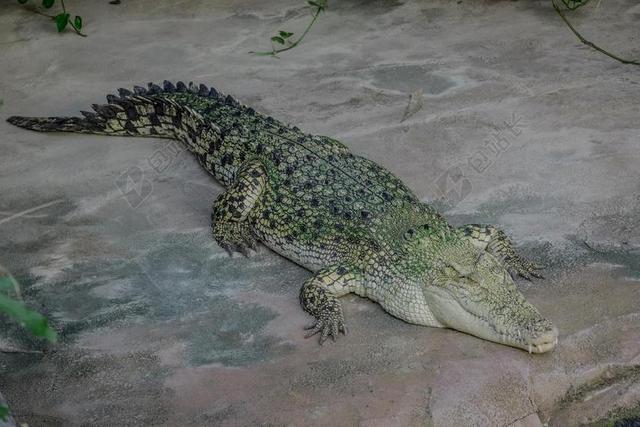 鳄鱼 牙 爬行动物 危险 捕食 动物 扬子鳄 动物世界 规模