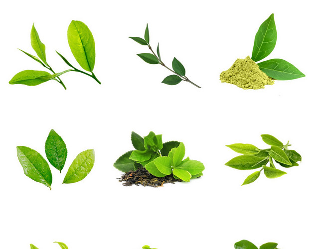 清明节茶叶素材