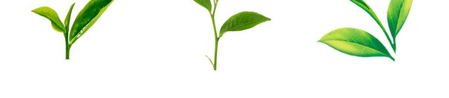 茶叶素材