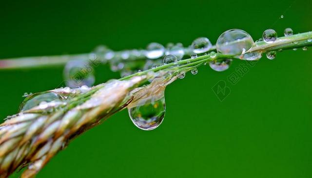 植物唯美树叶上的雨滴背景图片