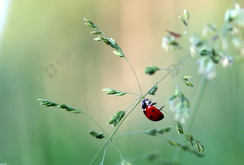 瓢虫 甲虫 瓢虫科 昆虫 性质 红色 点 小 幸运的魅力