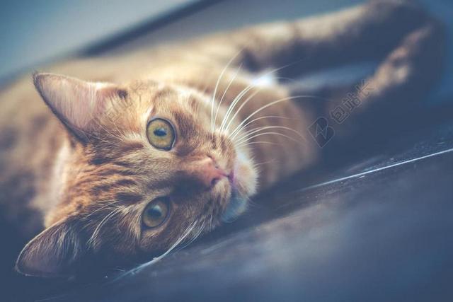 红色 猫 宠物 动物 可爱 可爱猫咪 肖像 基蒂 年轻