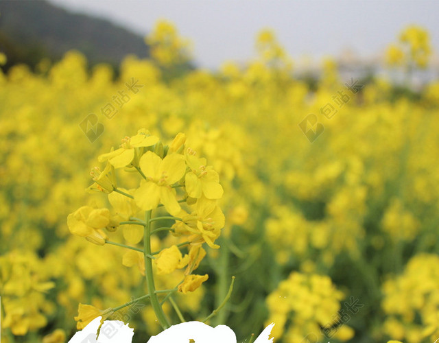 春季油菜花旅游油菜花节背景