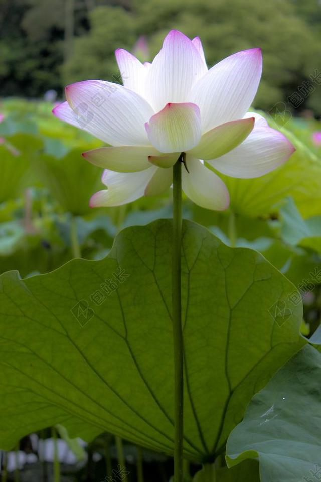 中國風 荷花 花 蓮花 意境 植物
