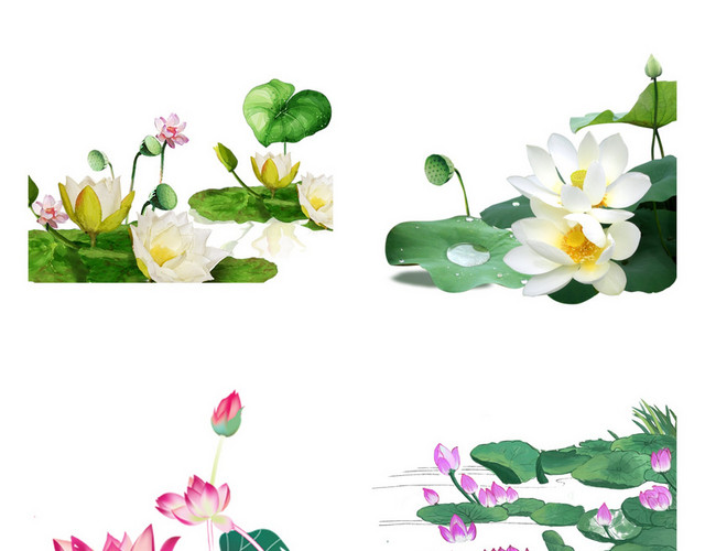 夏天立夏荷花素材