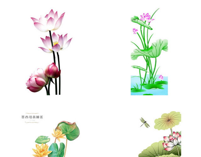 立夏夏天荷花素材