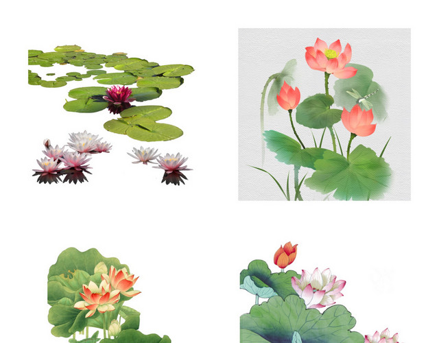 立夏夏天荷花素材