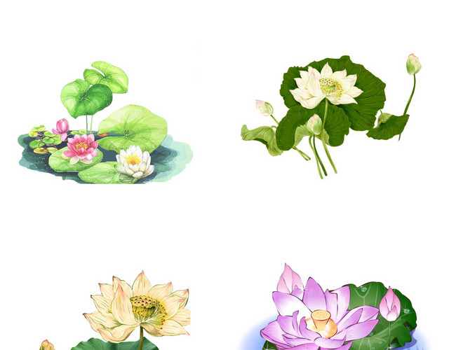 立夏夏天荷花素材