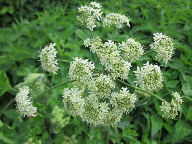 独活SPHONDYLIUM ELTROT HOGWEED