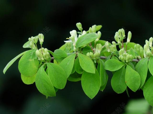 金银花 XYLOSTEUM 金银花 布什 叶子 鲜花 绿色