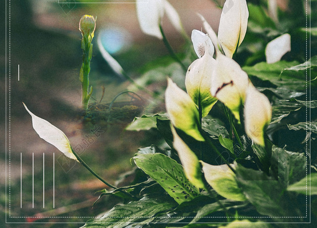 高尚大方绿植二十四节气春分传统节日H5海报背景