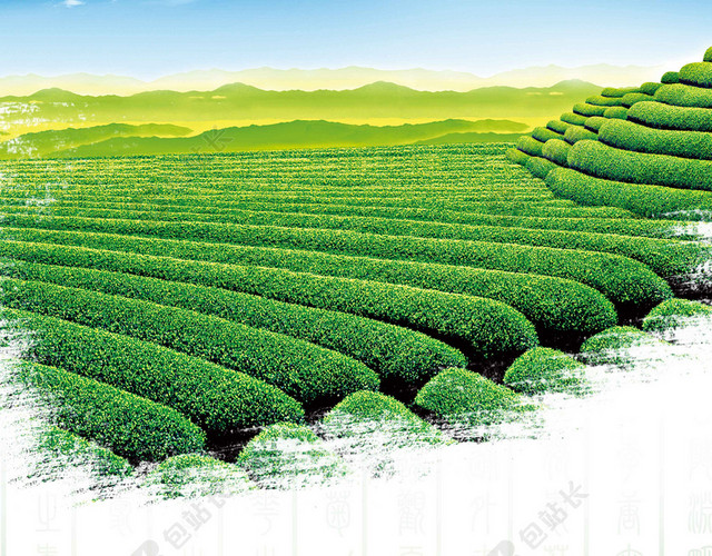 梯田茶树茶杯茶叶春茶宣传促销茶叶新品上新