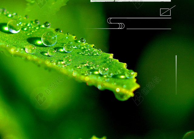 清新雨露绿叶二十四节气春分传统节日H5海报背景