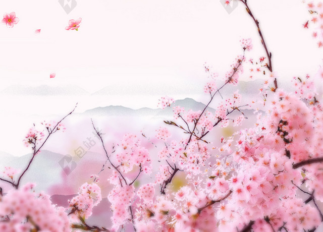 实拍樱花花朵樱花节旅游宣传粉色海报背景
