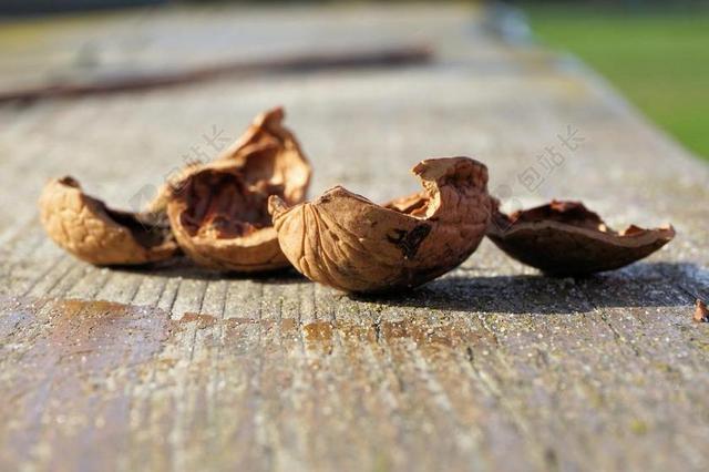 坚果 NUTSHELLS 核桃 性质 布朗 壳 开放 空