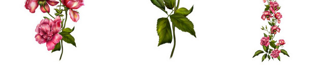 鲜花素材