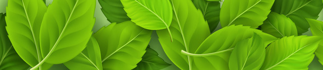 夏天植物春天春季绿叶树叶简约边框