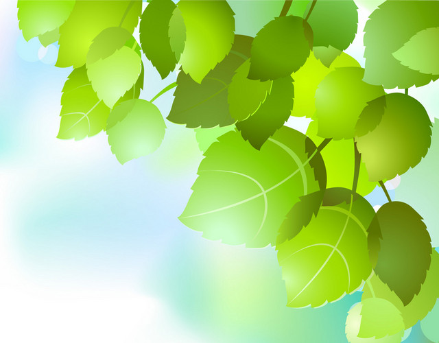 植物春天春季绿叶透明感