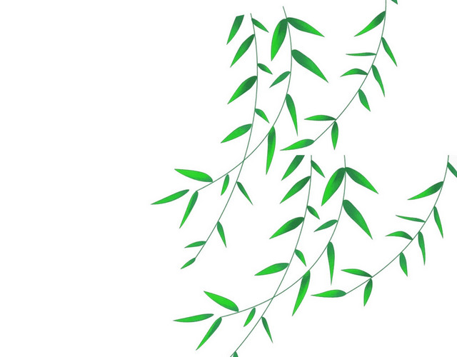 春天春季柳枝植物