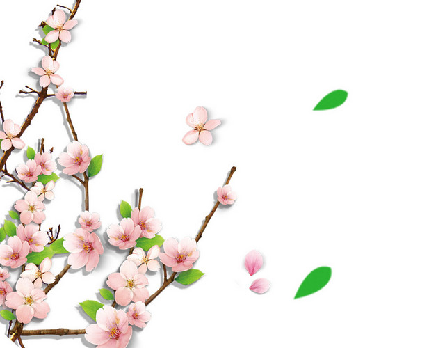 梅花植物
