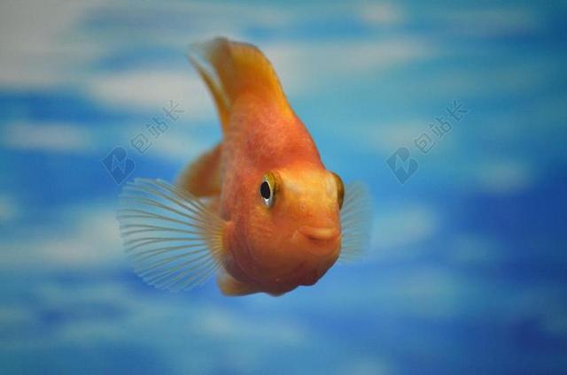 水族馆 小鱼 水 蓝色 金