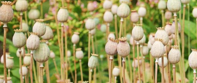 罂粟 罂粟对接 厂 花 性质 MOHNGEWAECHS 食品