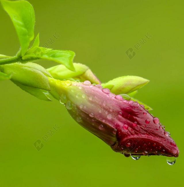 花 芽 自然 开花 盛开 植物学 湿 水滴 雨 植物 春