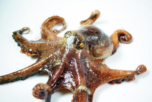 海 章鱼 健康 恐怖 鲲 节肢动物 墨汁 新鲜 凝视