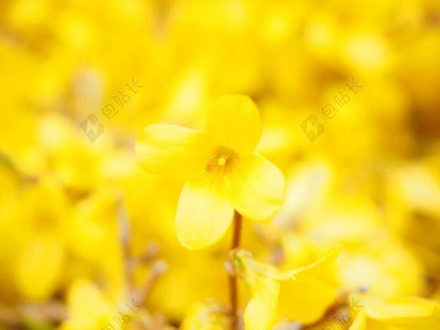 连翘 分支机构 黄色 开花 金丁香 花 布什 连翘花