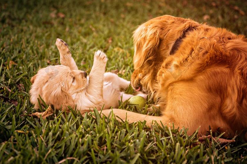 小狗 金毛寻回犬 狗 金 检索器 宠物 可爱 可爱的 动物