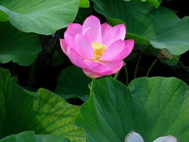 花 莲花 粉色