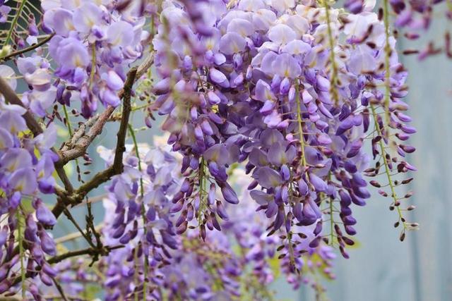 紫藤 蓝色雨 鲜花 登山者 伞形花序 厂 园林植物 植物群