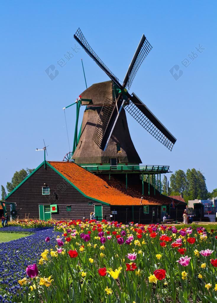 风车 荷兰 花园 欧洲