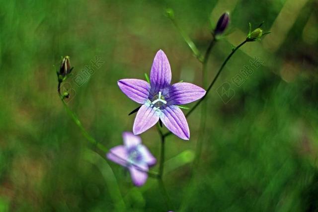 桔梗 花 开花 风铃 花瓣 明星 野花 指出花 花多 芽