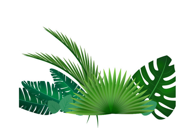 热带植物矢量树叶手绘夏日绿植树叶春天春季绿叶植物