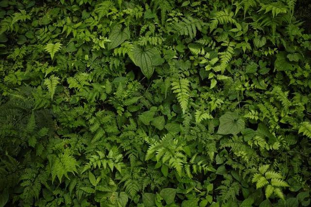 植物 绿色 叶 背景 蕨类 蕨 森林 灌木丛