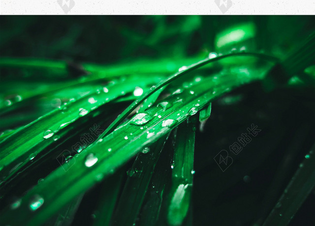 彩绘可爱燕子谷雨传统节日二十四节气白色背景海报