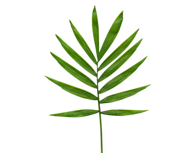 春天绿叶植物春季夏季绿色手绘卡通水彩叶子