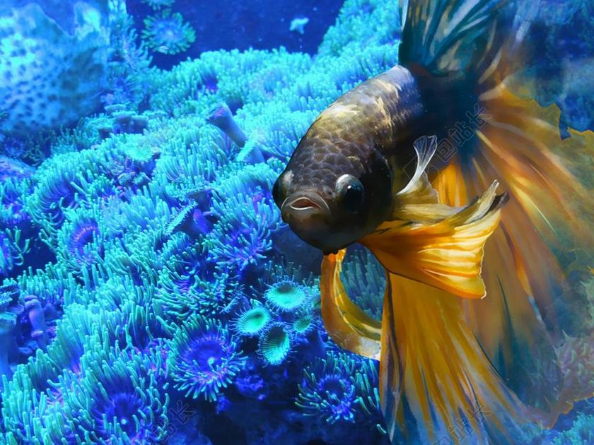 水族馆时尚黑头鱼背景图片