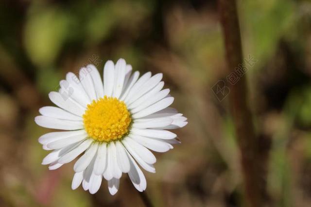 花 雏菊 白 厂 春天 性质 关闭 鲜花 指出花 草地