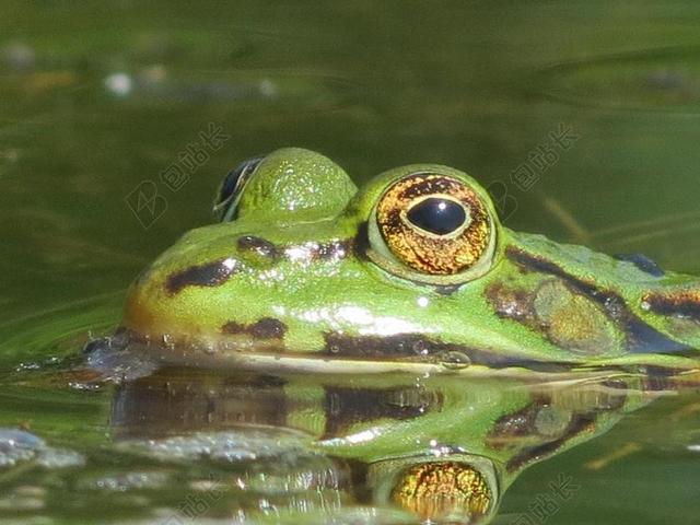 青蛙 手表 水