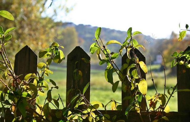 花园围墙 篱笆 秋季 景观 绿色 展望 花园 木栅栏 木