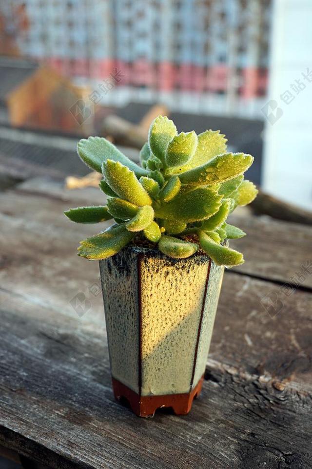 多肉 植物 熊童子 罕见 多汁 盆栽花卉
